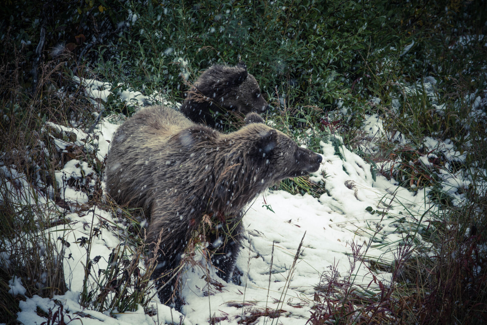 Nikon D5200 sample photo. Animals, bears, cold, grass photography