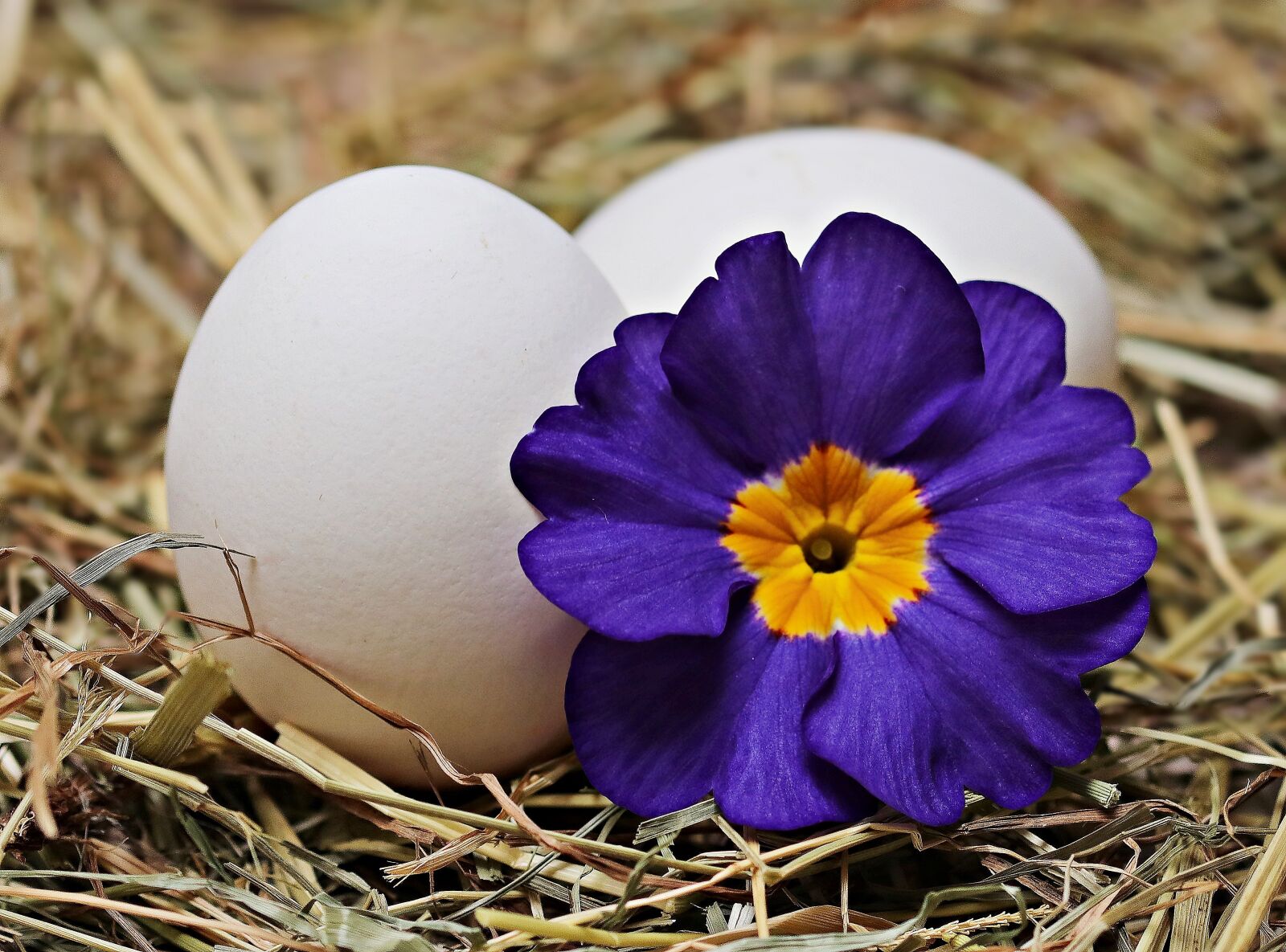 Canon EOS 80D sample photo. Egg, straw, flower photography