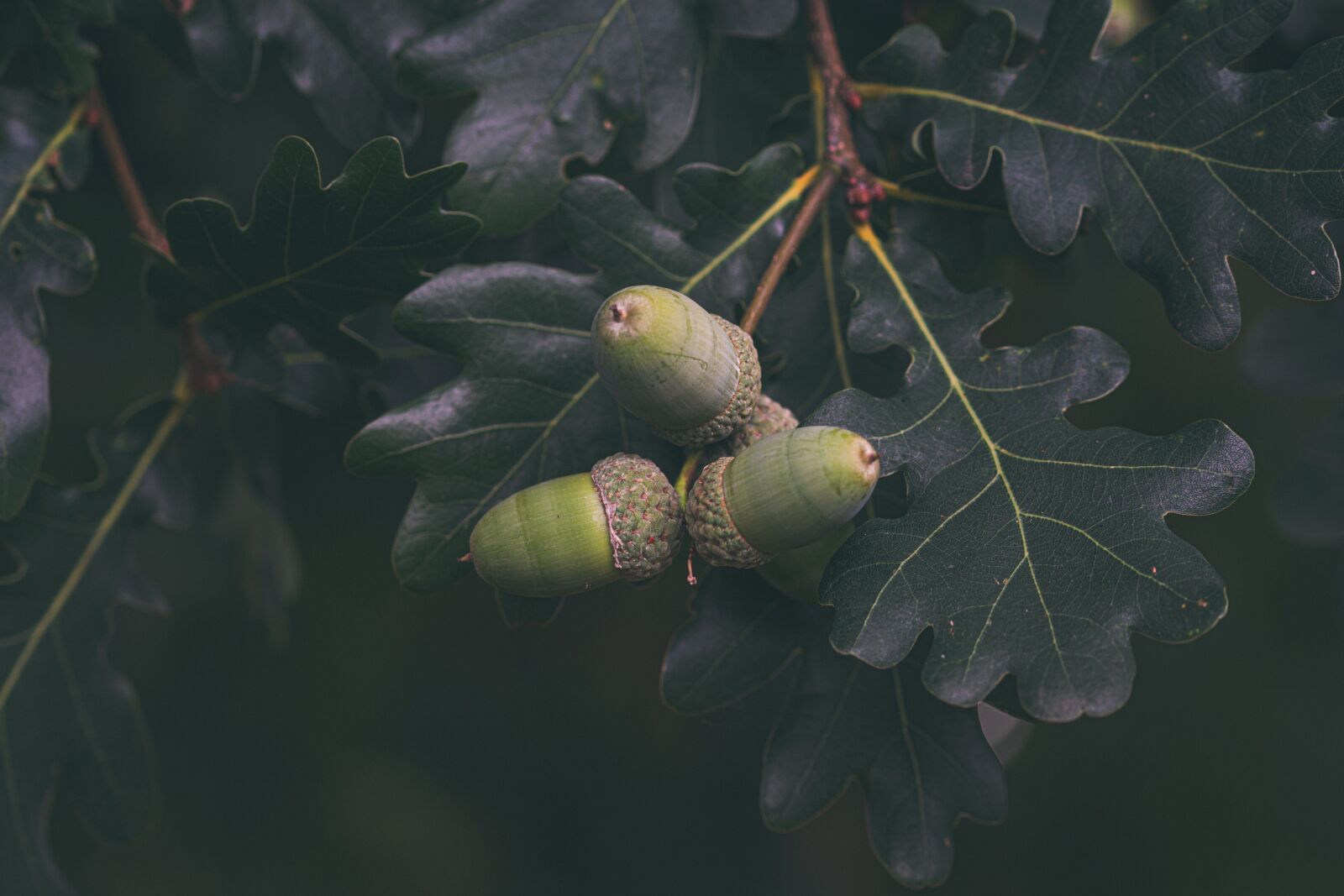 105mm F2.8 sample photo. Acorns, oak, tree photography