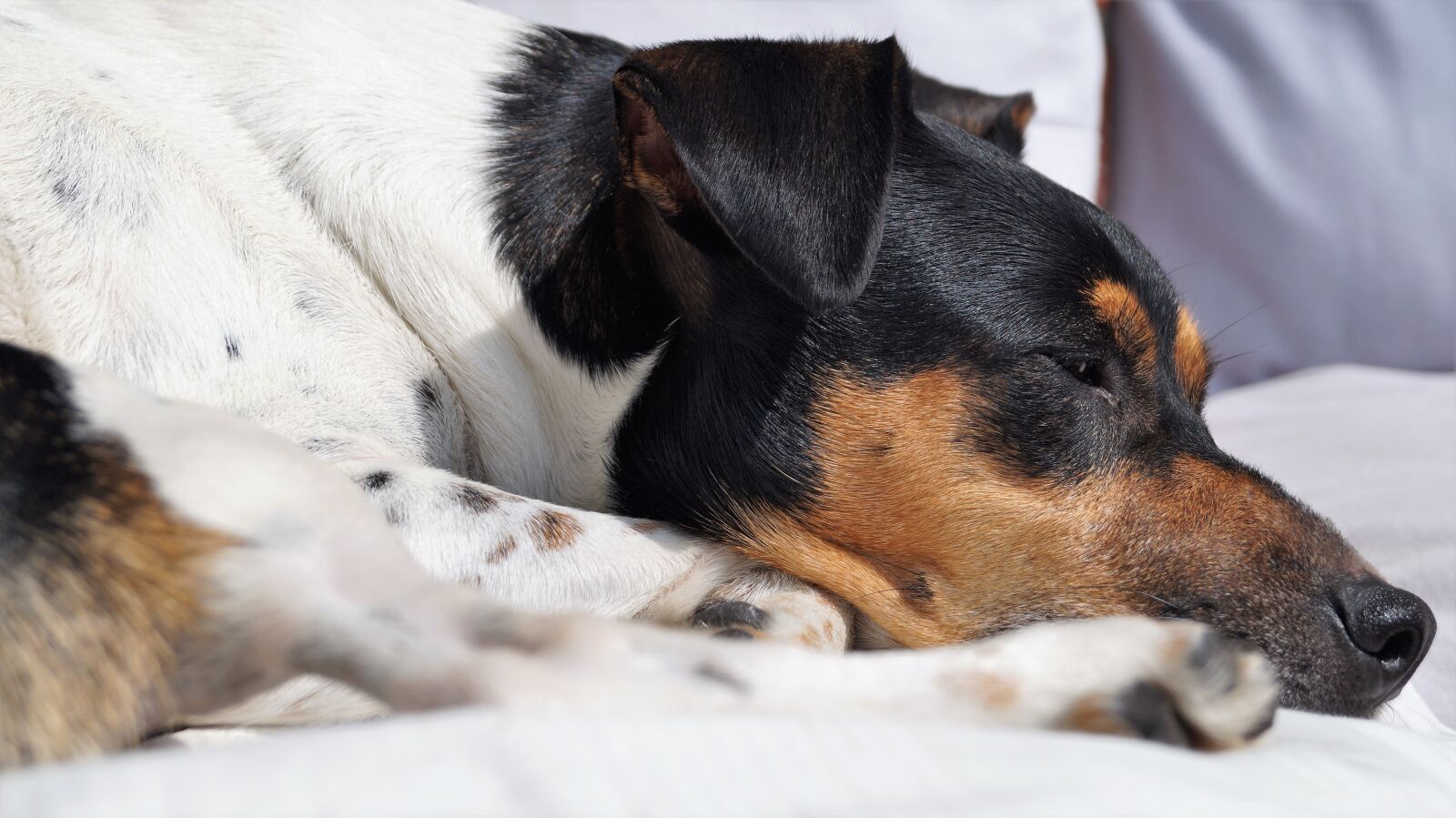 Sony DT 18-55mm F3.5-5.6 SAM II sample photo. Dog, dog place, pet photography