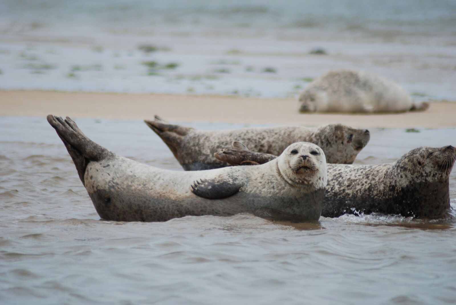 Nikon D80 sample photo. Seals, norfolk, grey seals photography