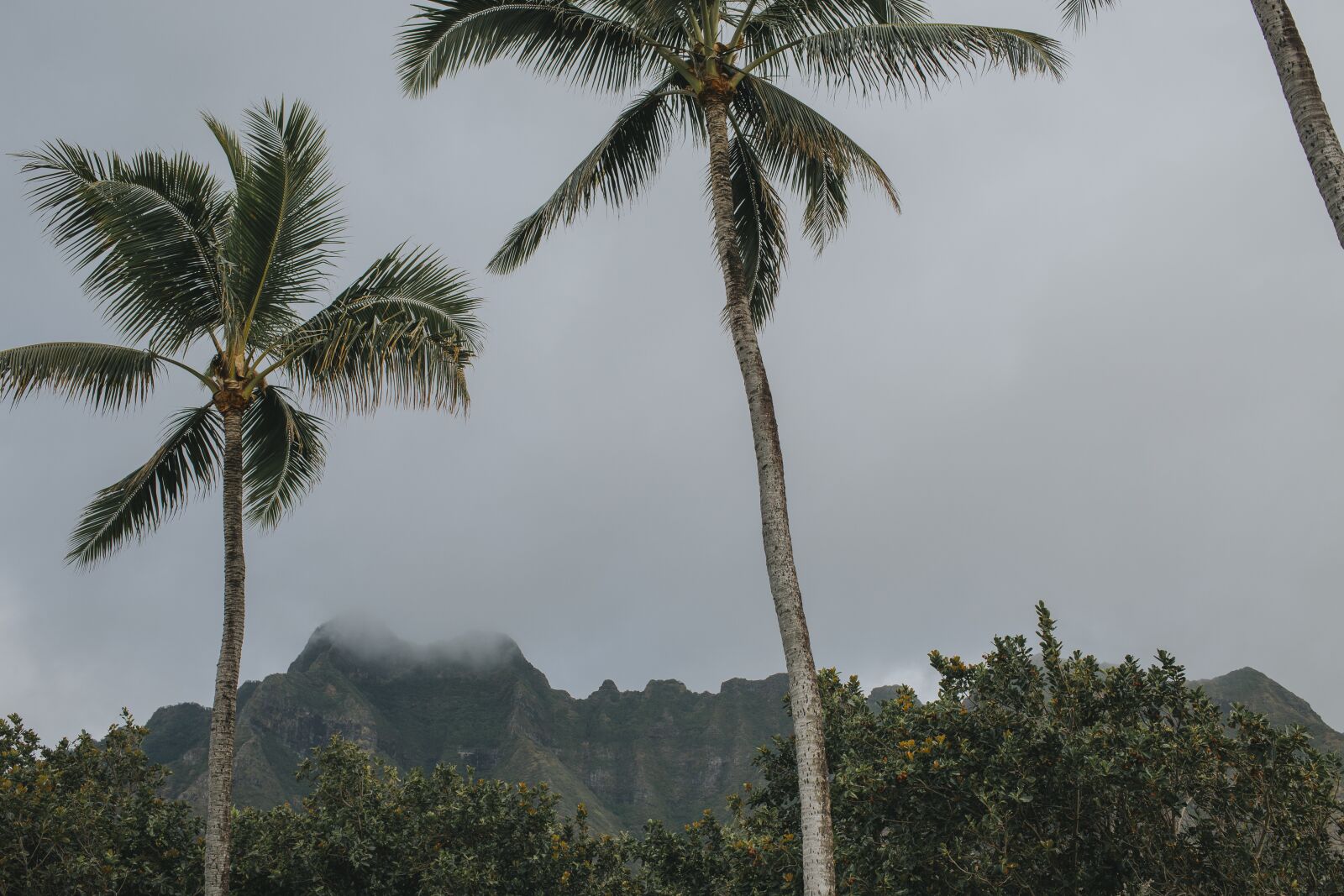 Canon EF 40mm F2.8 STM sample photo. Palm, hawaii, tropical photography