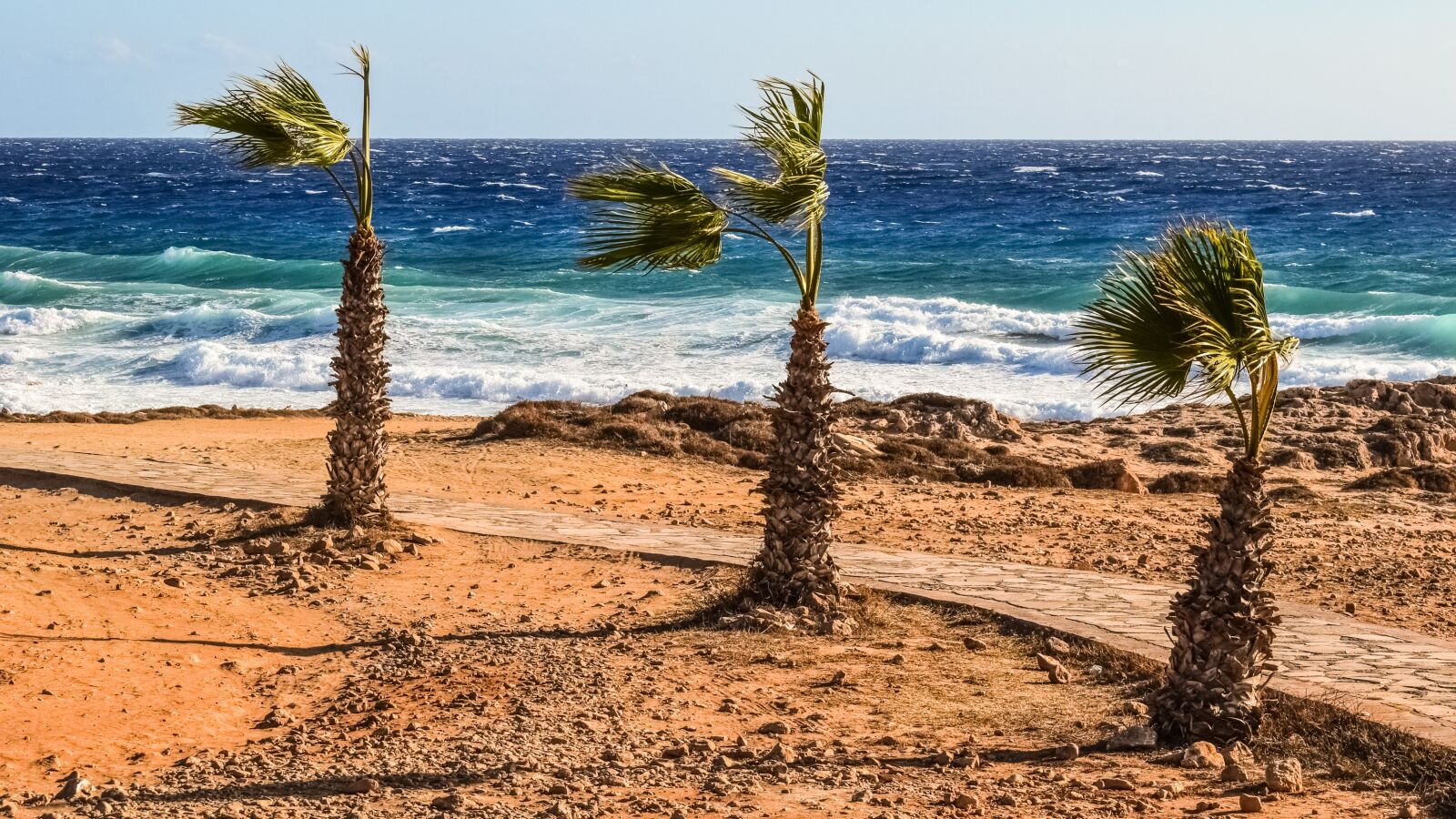 Nikon D3300 sample photo. Palm trees, wind, sea photography
