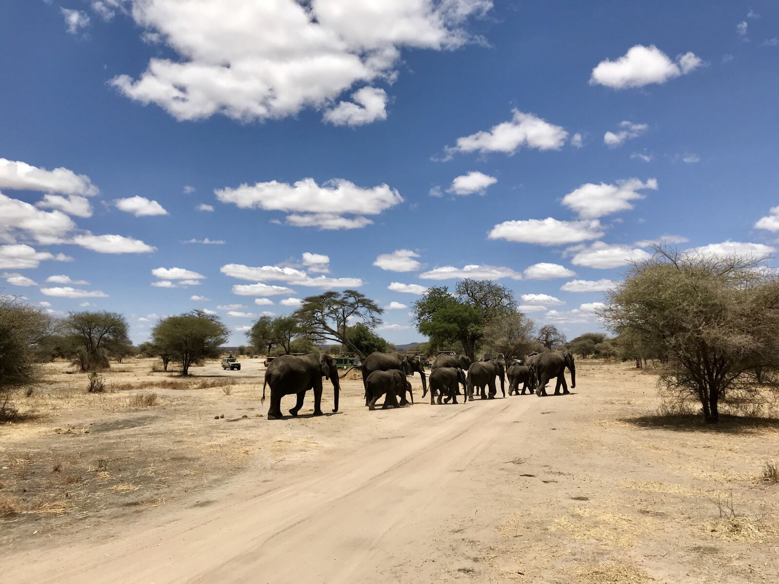 iPhone 7 Plus back dual camera 3.99mm f/1.8 sample photo. Tanzania, elephant, africa photography