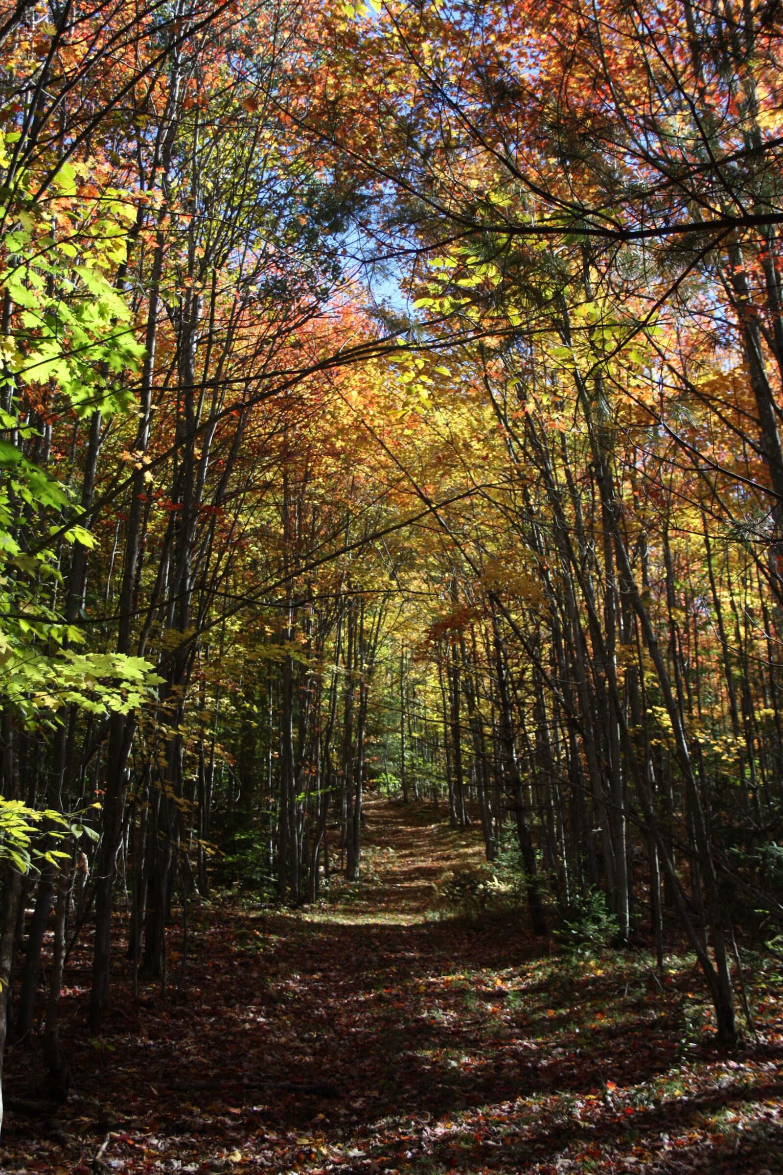 Canon EF-S 18-55mm F3.5-5.6 II sample photo. Autumn, countryside, trees photography