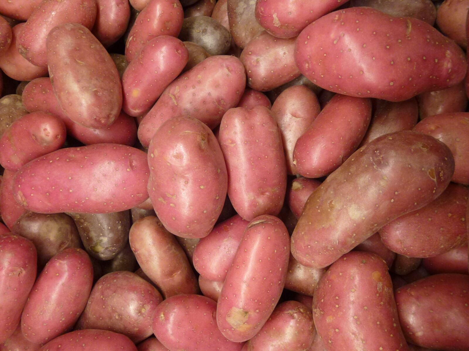 Panasonic Lumix DMC-ZS10 (Lumix DMC-TZ20 / Lumix DMC-TZ22) sample photo. Potatoes, spuds, potato photography
