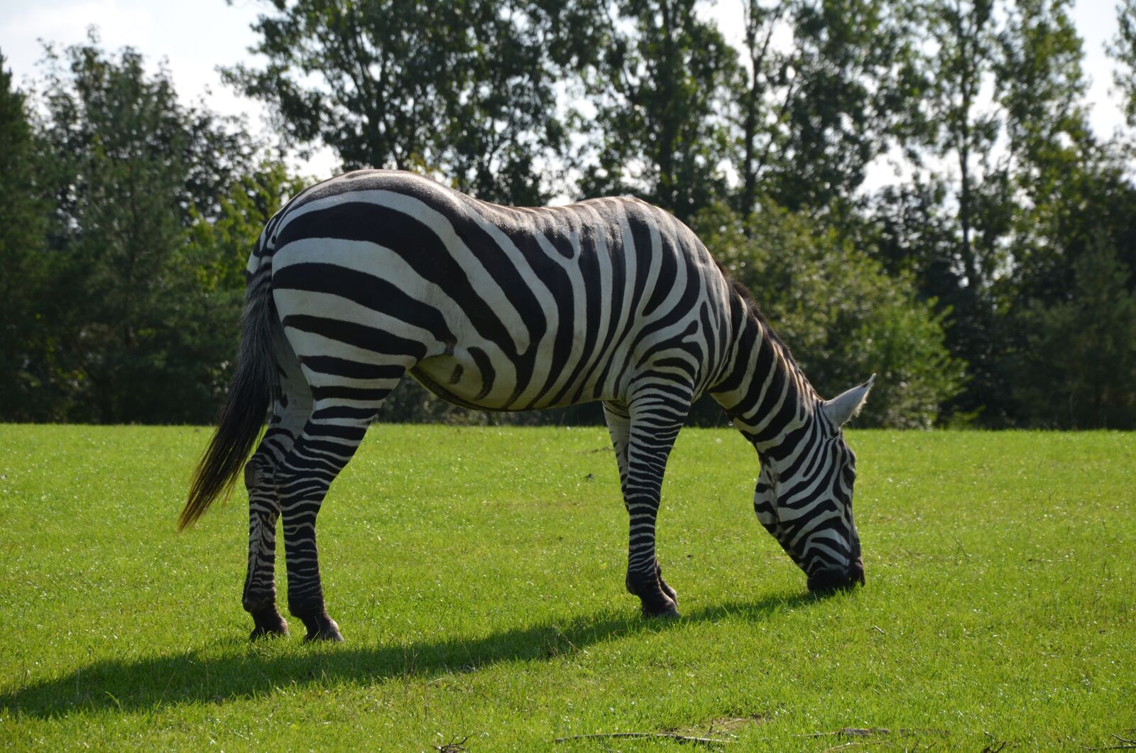 Nikon D5100 sample photo. Zebra, safari, africa photography
