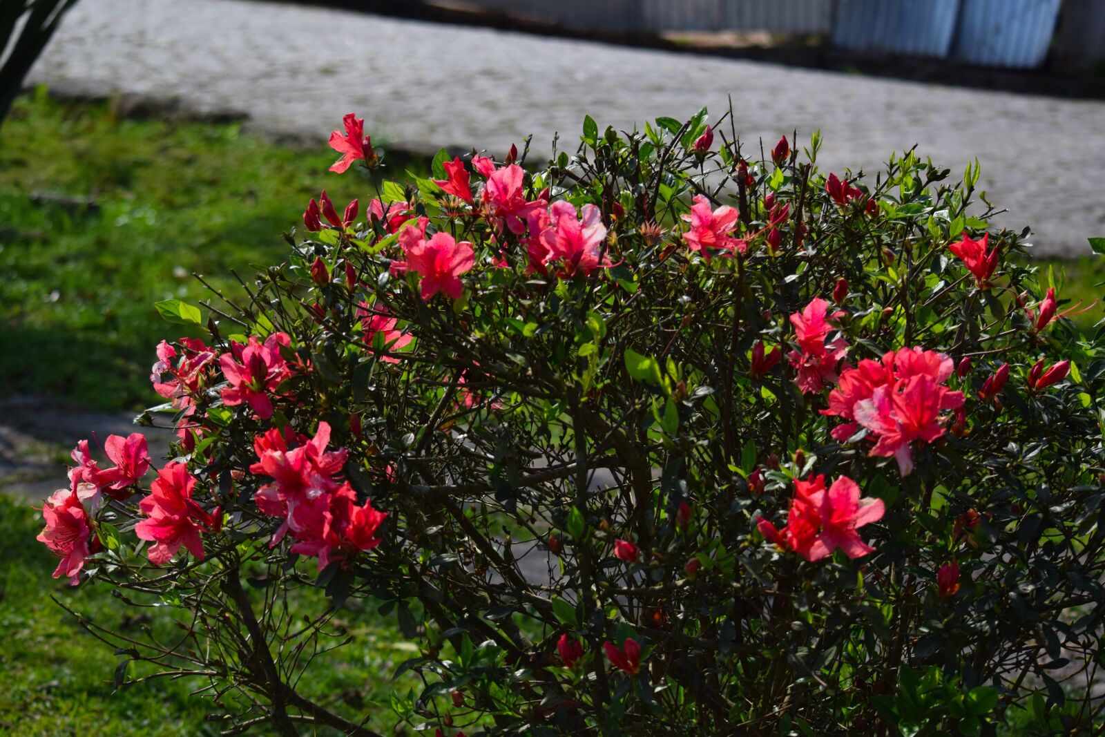 Nikon D5300 sample photo. Landscape, paranapiacaba, history photography
