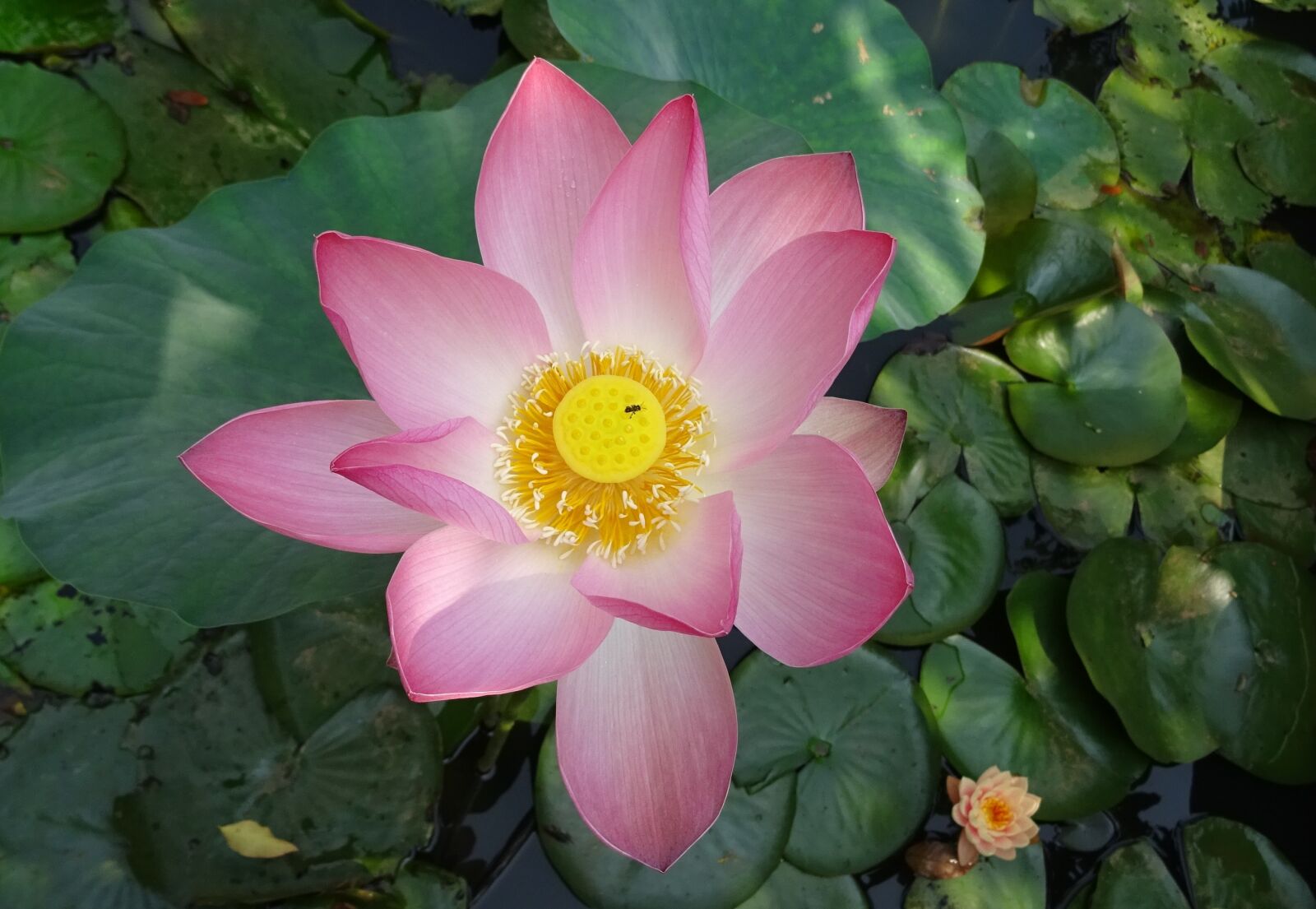 Sony DSC-HX60V sample photo. Lotus, flower, pink photography