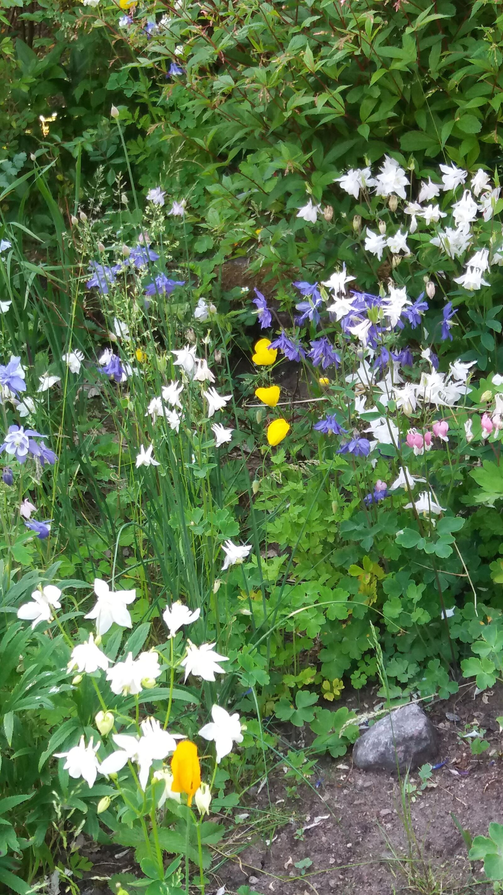 Samsung Galaxy J5 sample photo. Columbine, summer flowers, june photography