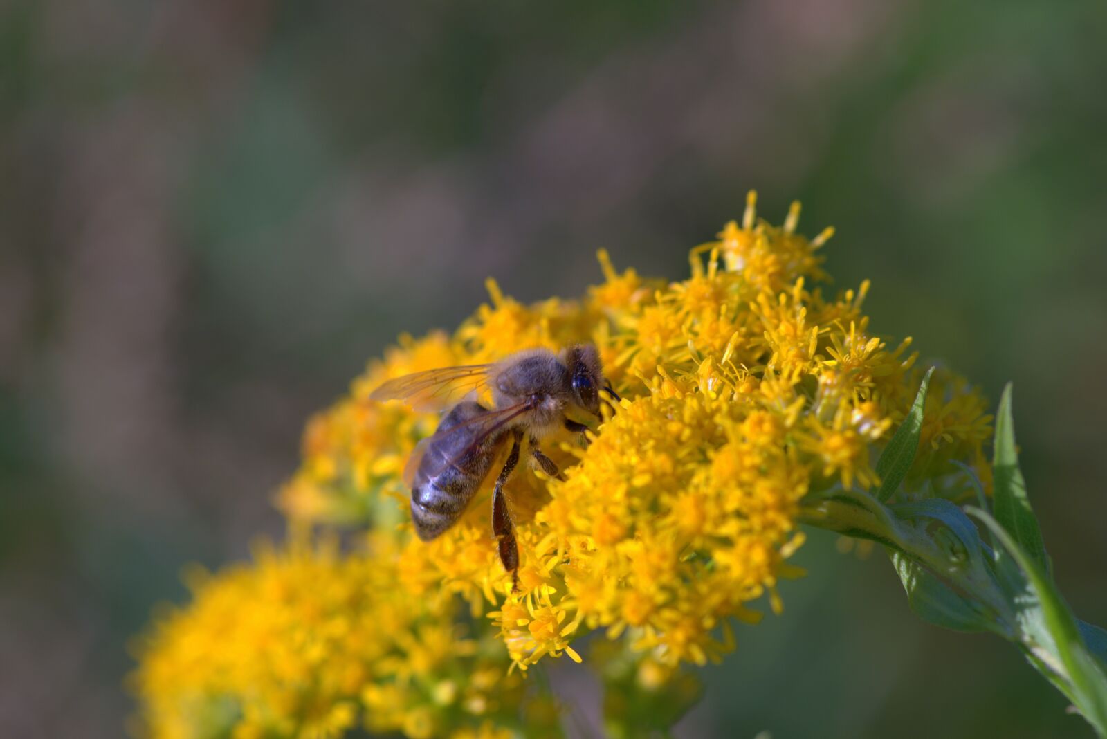 Pentax K-S2 sample photo. Yellow flowers, flowers, bee photography