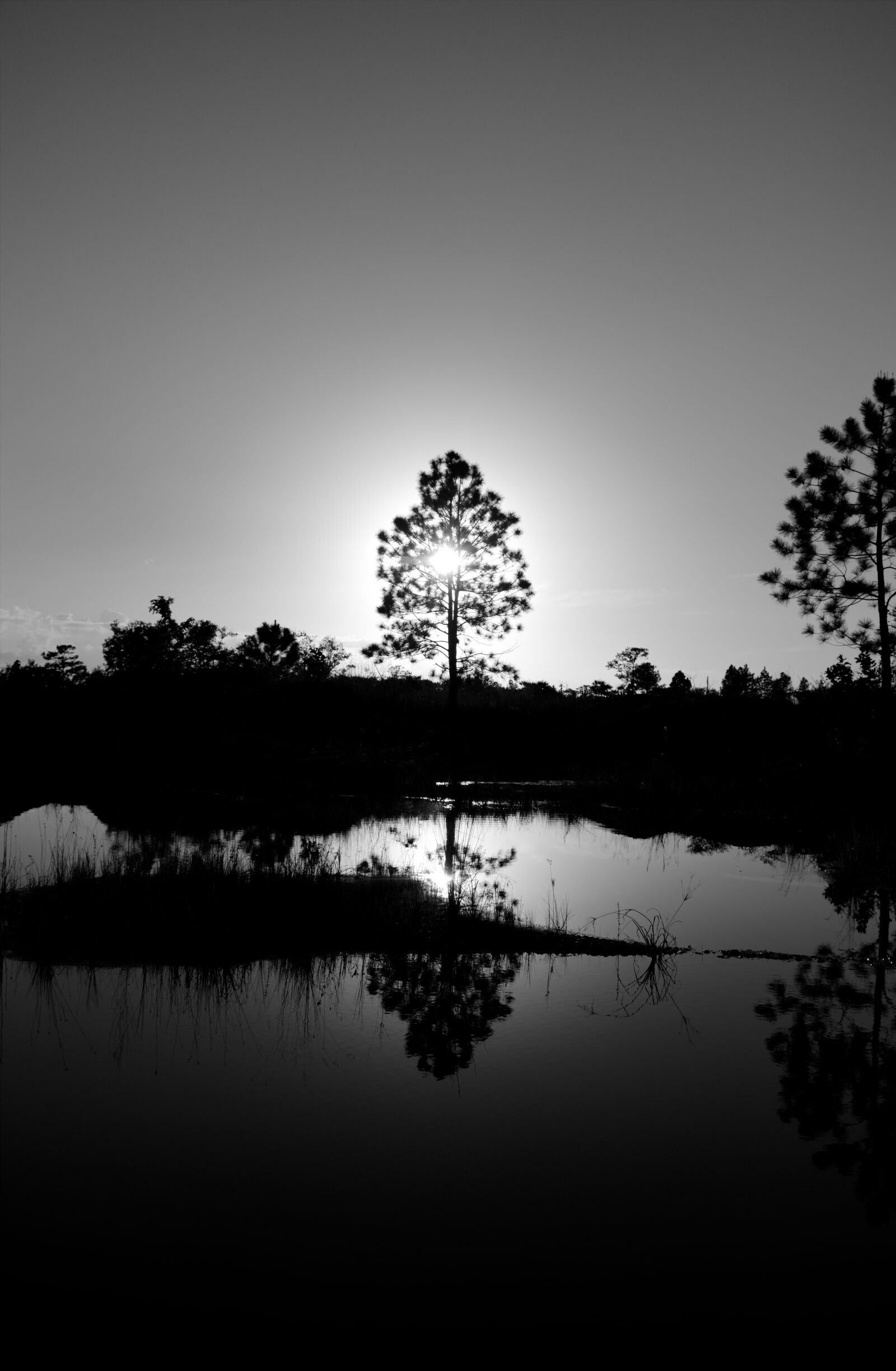 Nikon D7200 sample photo. Tree, water, nature photography