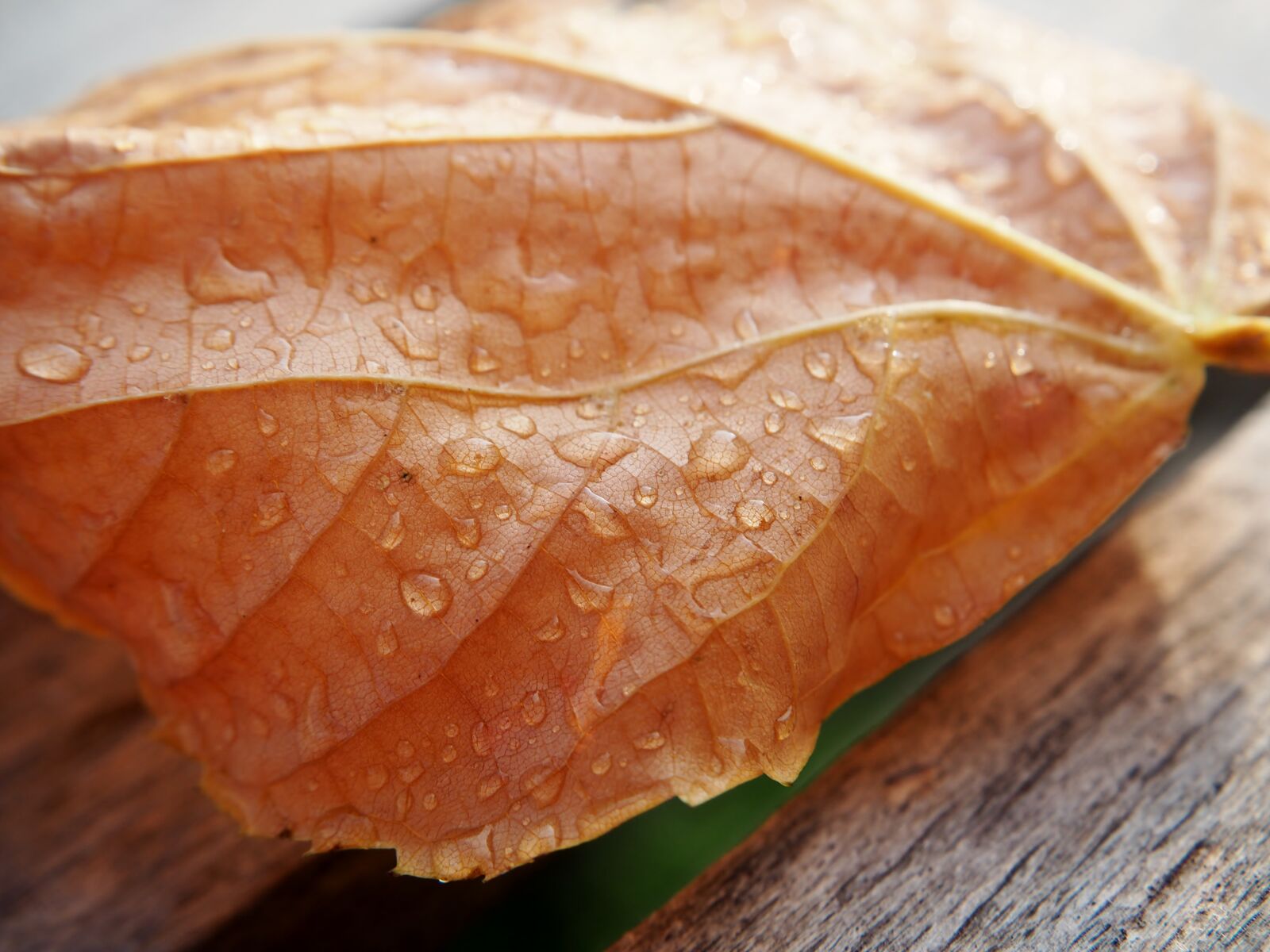 Olympus OM-D E-M10 sample photo. Leaf, drop of water photography