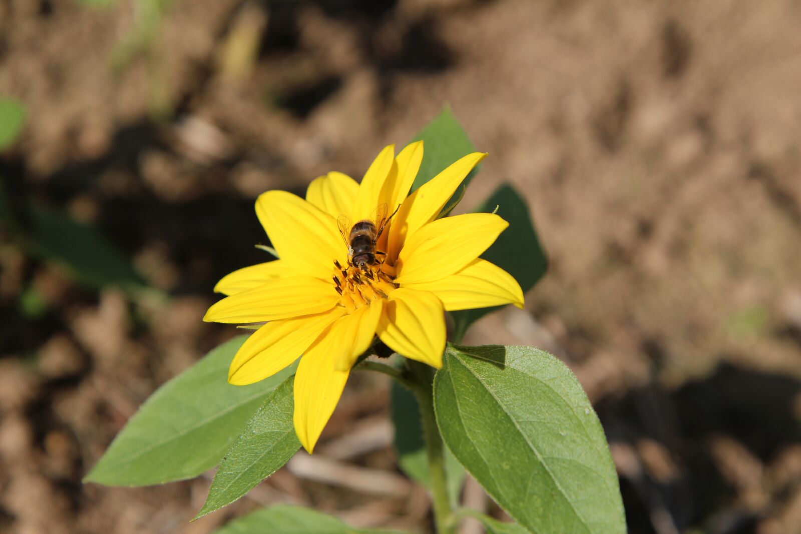 Canon EOS 600D (Rebel EOS T3i / EOS Kiss X5) sample photo. Sunflower, mini sunflower, insect photography