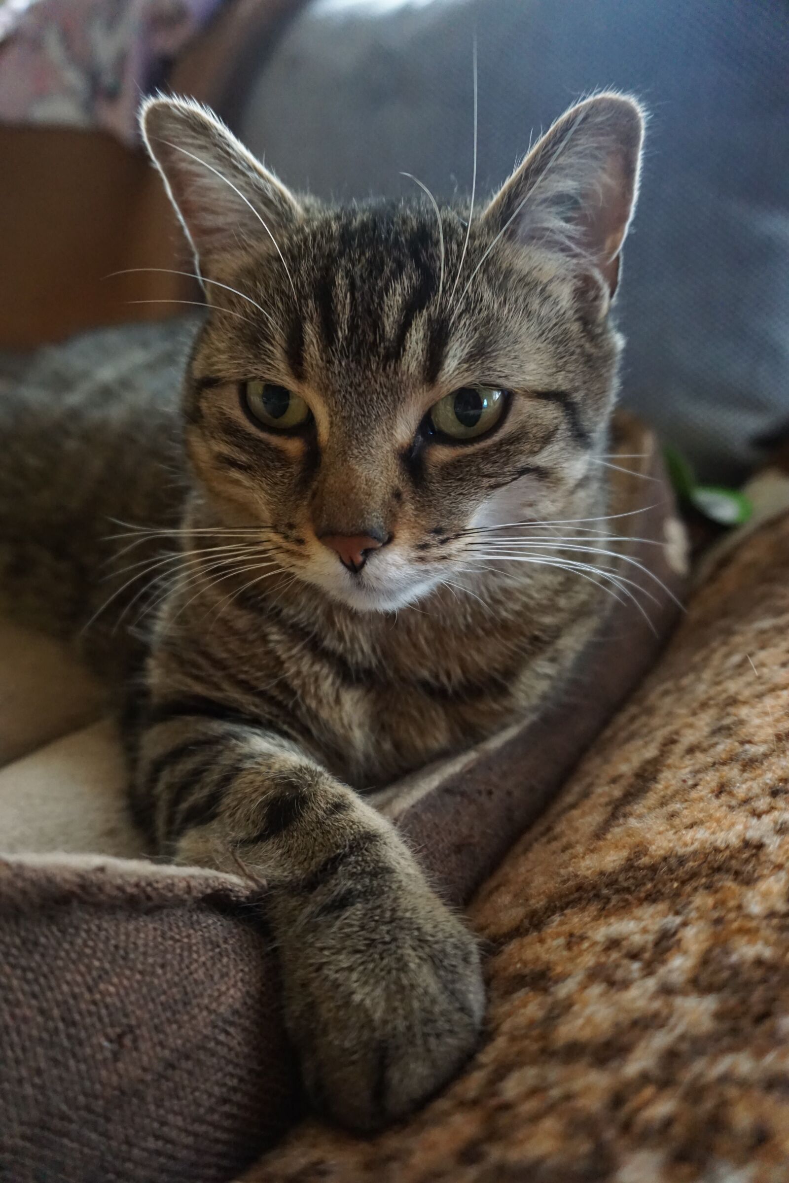 Sony E 16-50mm F3.5-5.6 PZ OSS sample photo. Cat, pet, love for photography