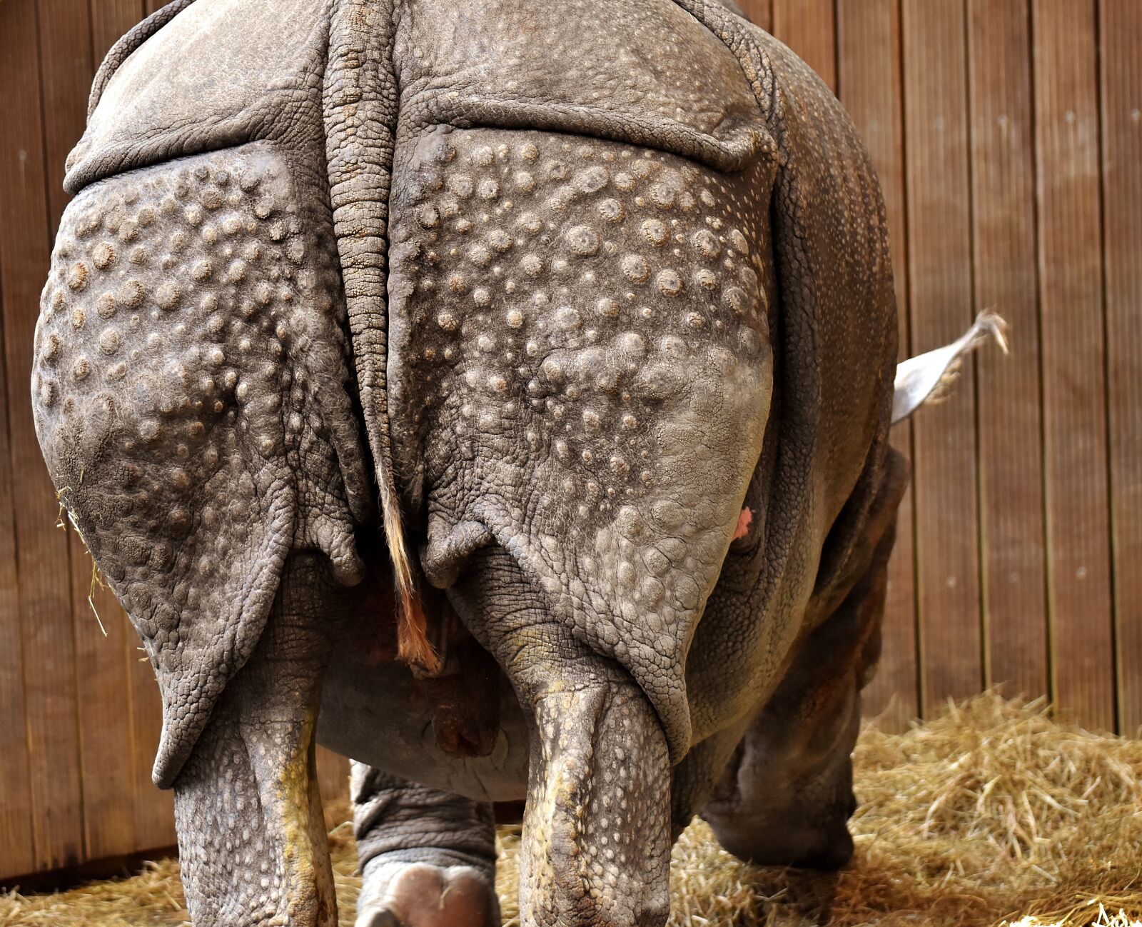 Nikon D7200 sample photo. Rhino, rump, animal photography