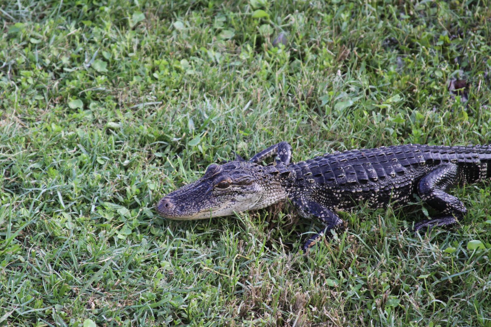 Canon EOS 50D sample photo. Gator, alligator, wildlife photography