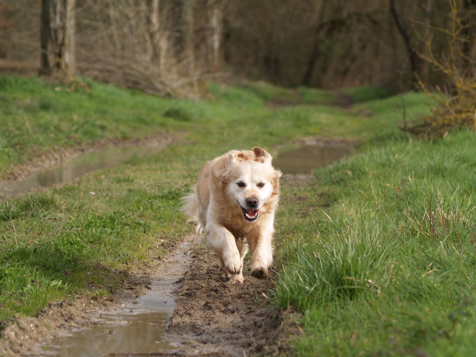 Olympus E-300 (EVOLT E-300) sample photo. Dog, run, green photography
