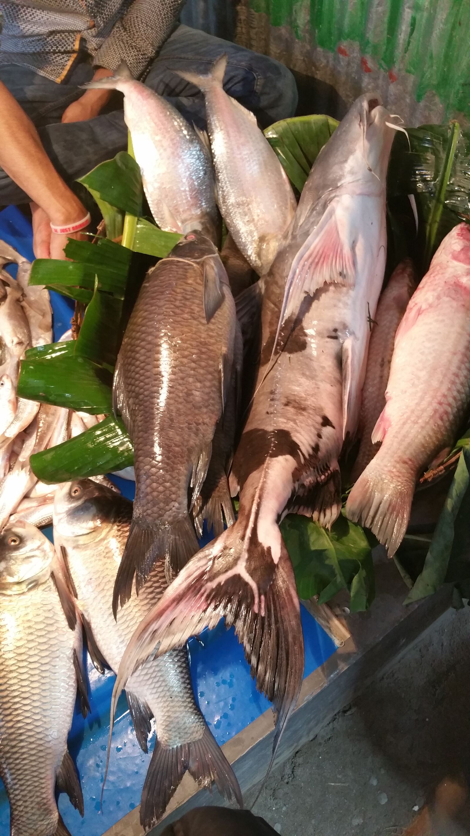 Samsung Galaxy Note4 sample photo. Fish, asia, bangladesh photography