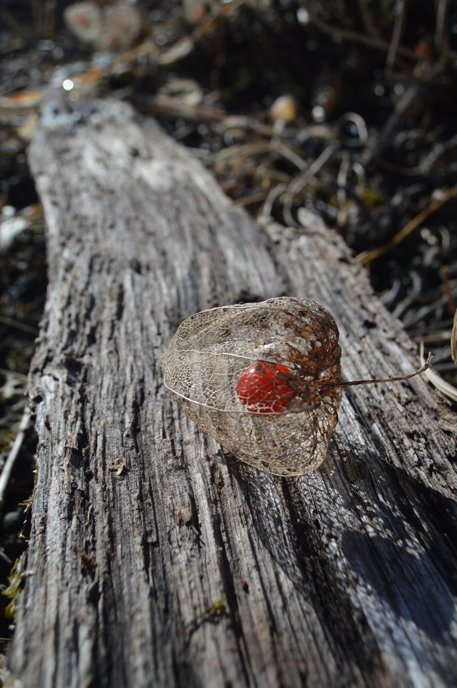 Nikon D3200 sample photo. Lampions, garden, plank photography