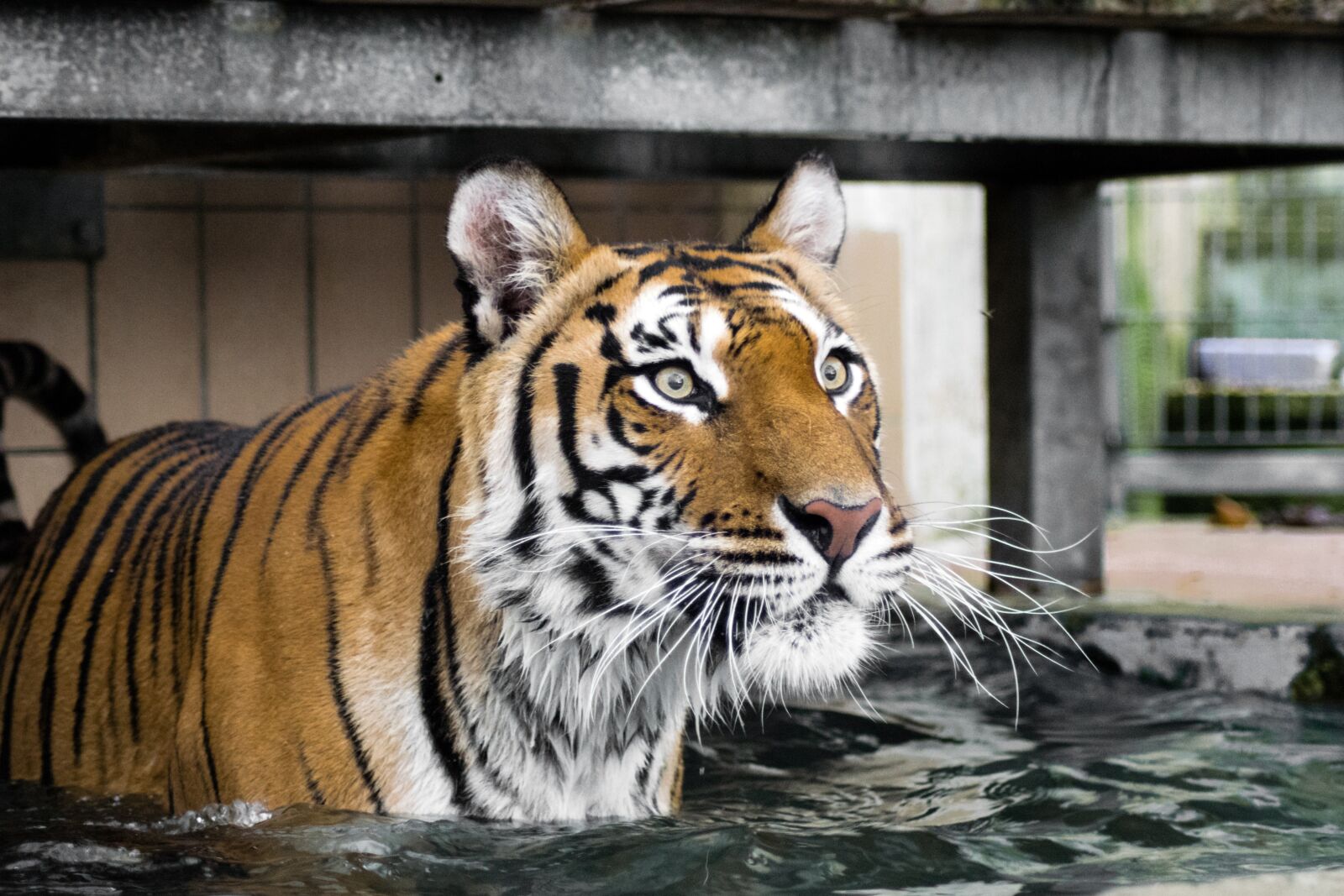 Nikon D5300 sample photo. Tiger, predator, big cat photography