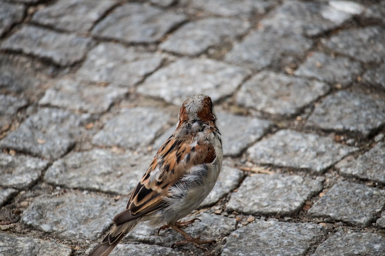 Canon EF-S 55-250mm F4-5.6 IS STM sample photo. Sparrow, sperling, bird photography