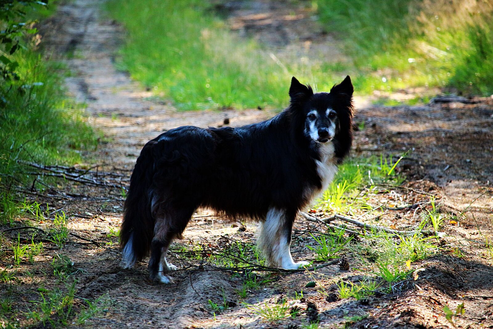 Canon EOS 100D (EOS Rebel SL1 / EOS Kiss X7) sample photo. Dog, border, border collie photography