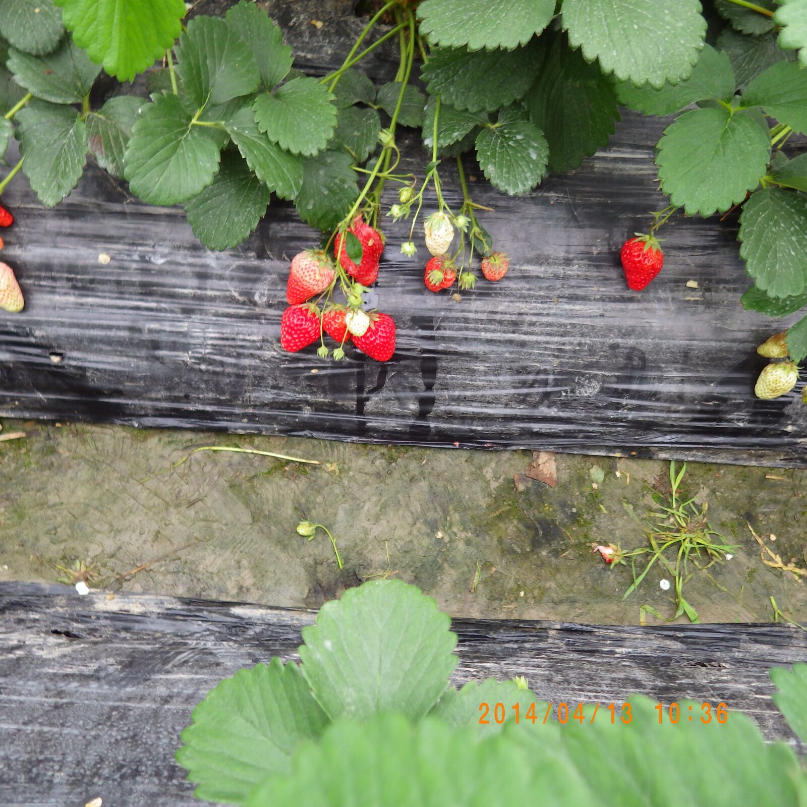 PENTAX RICOH IMAGING PENTAX WG-3 GPS sample photo. Leaf, strawberry, plant photography