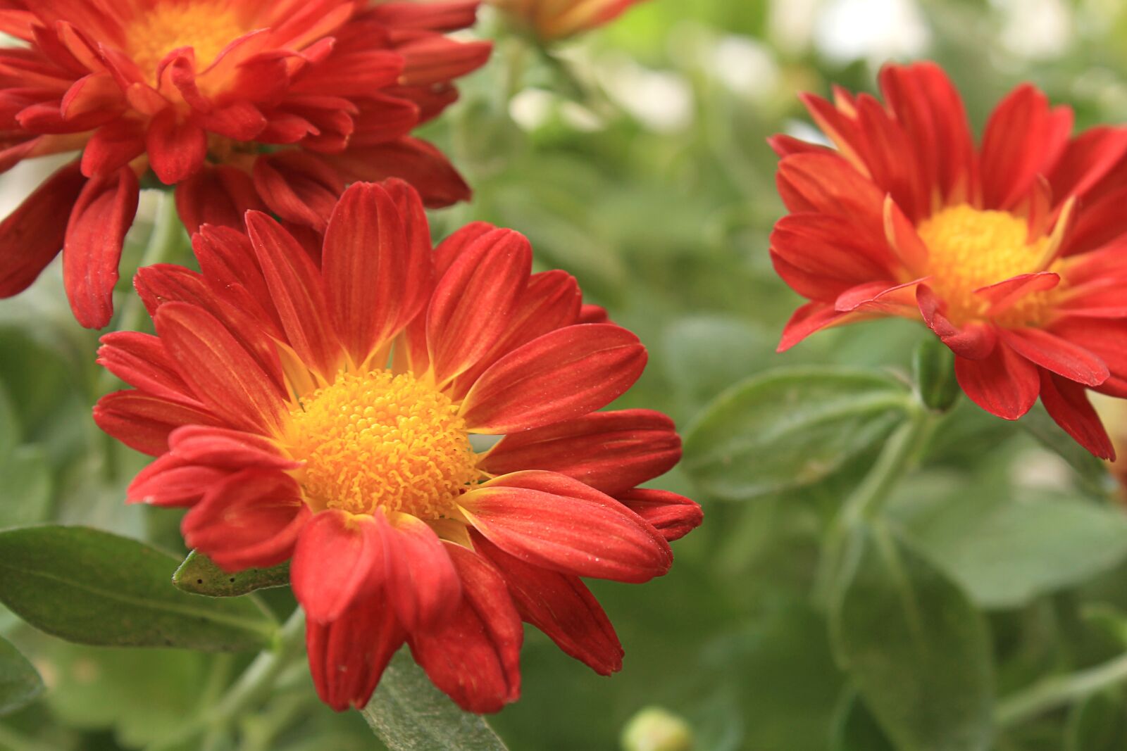 Canon EOS 1100D (EOS Rebel T3 / EOS Kiss X50) sample photo. Red daisy, flower, garden photography