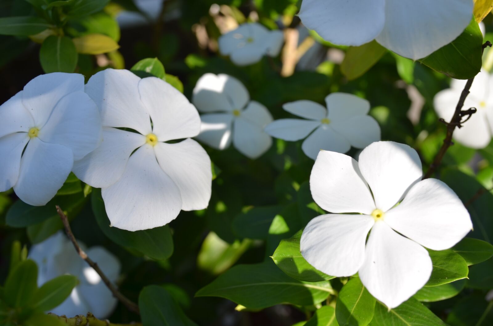 Nikon D5100 sample photo. Flower, nature, plant photography