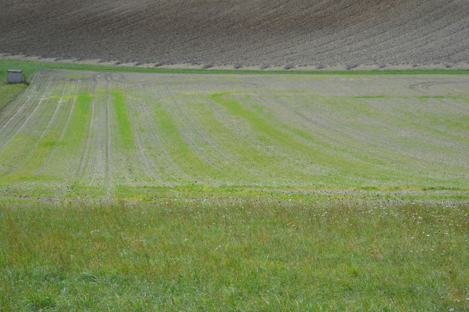 Nikon D3100 sample photo. Field, meadows, prairie photography