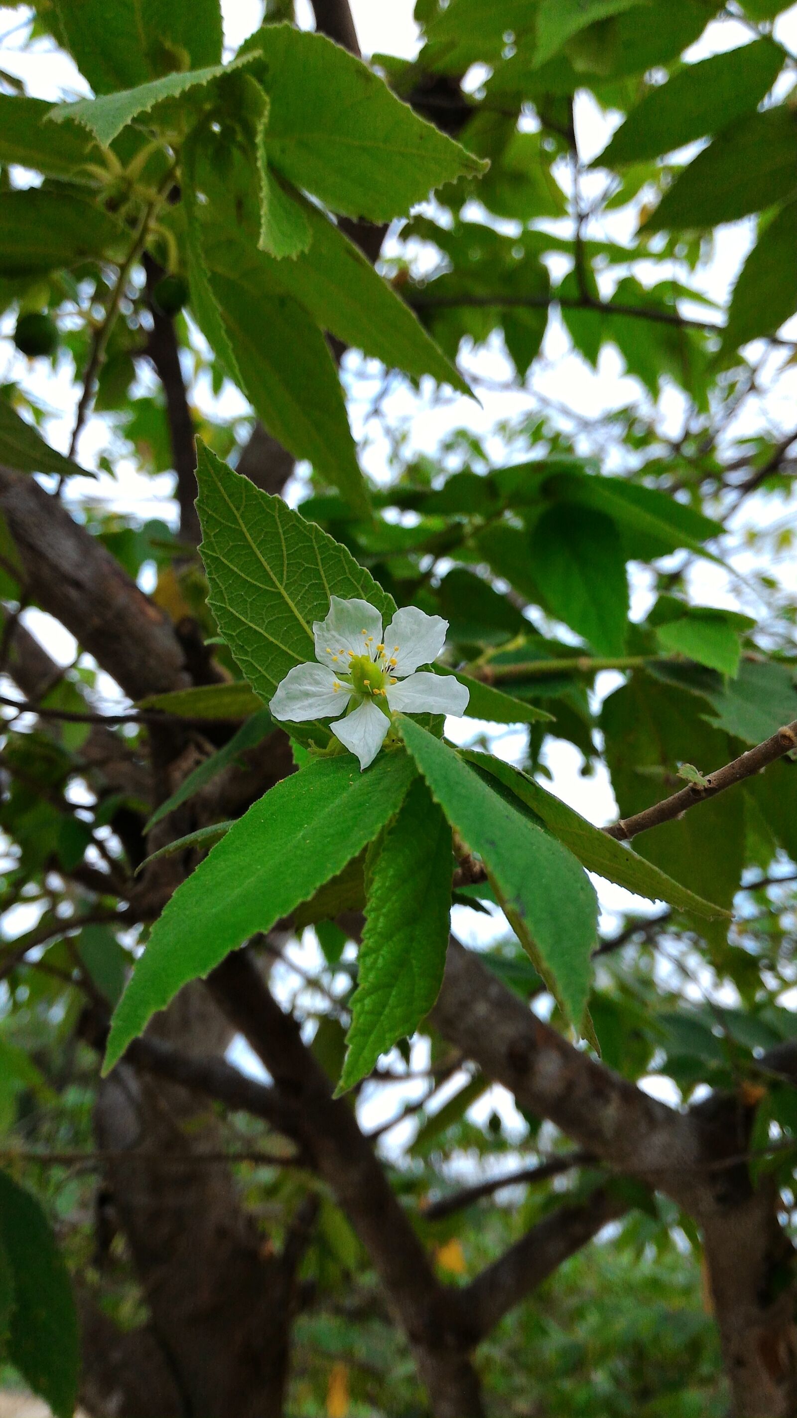 ASUS ZenFone 2 (ZE551ML) sample photo. Green, white, flower photography