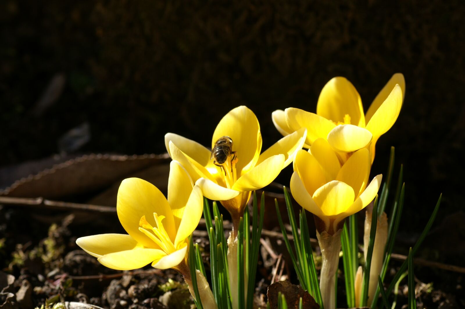 KONICA MINOLTA DYNAX 7D sample photo. Spring flower, nature, close photography