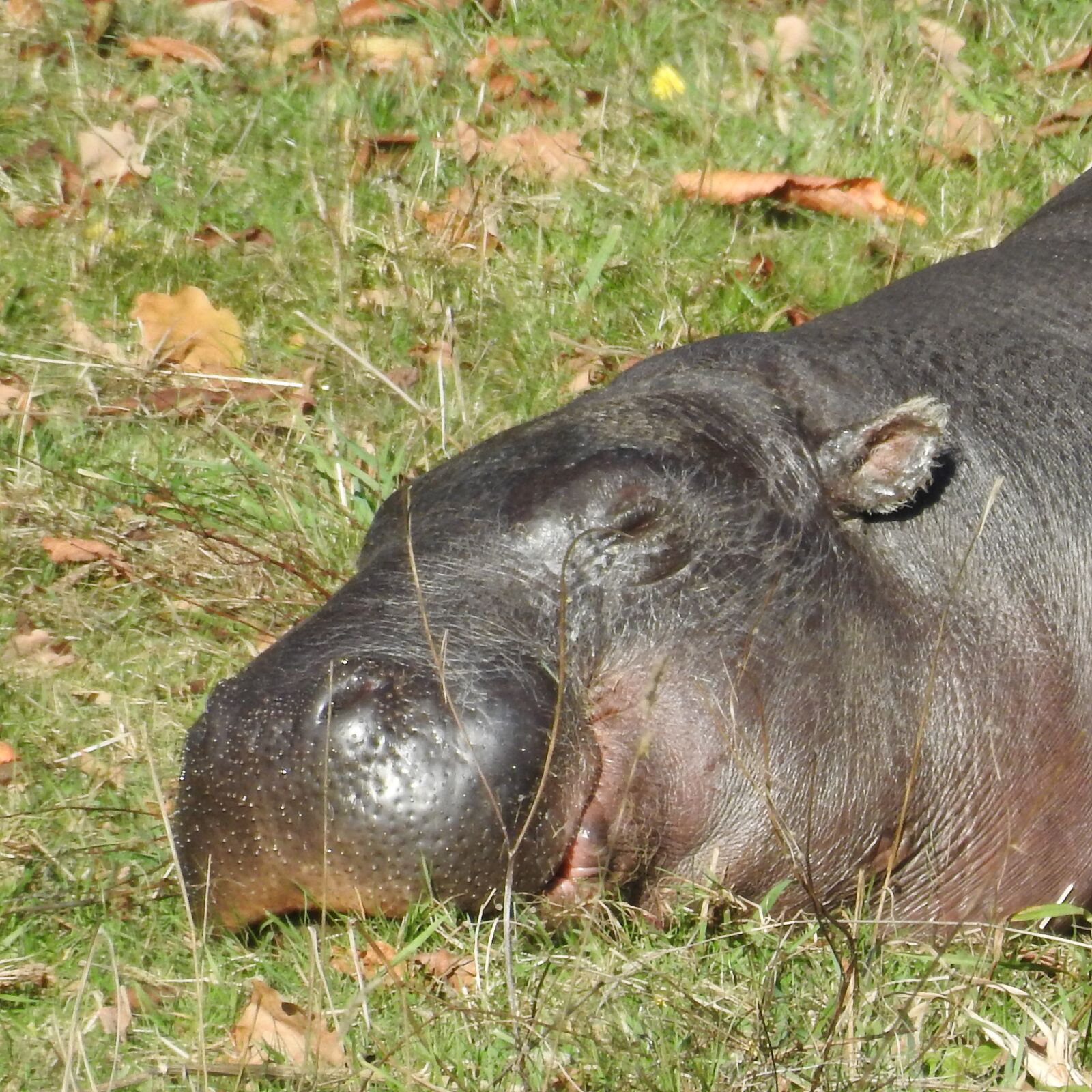 Nikon Coolpix P900 sample photo. Hippo, pygmy, endangered photography