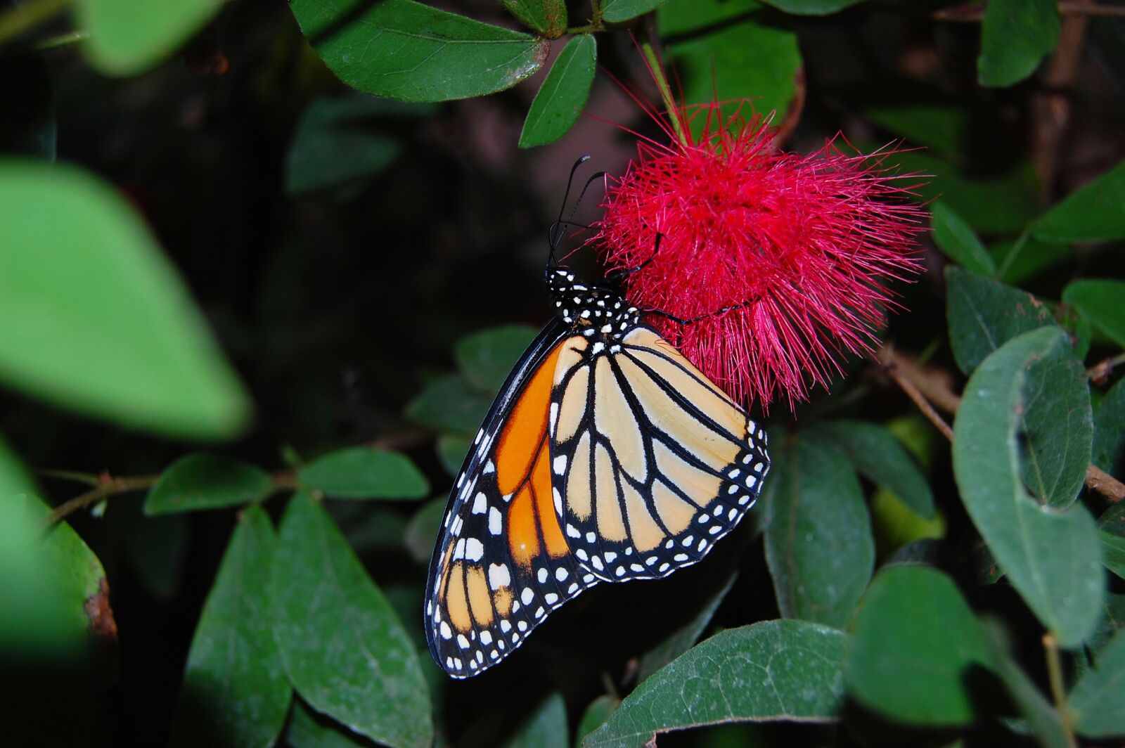 Nikon D40 sample photo. Butterfly, pollination, red flower photography
