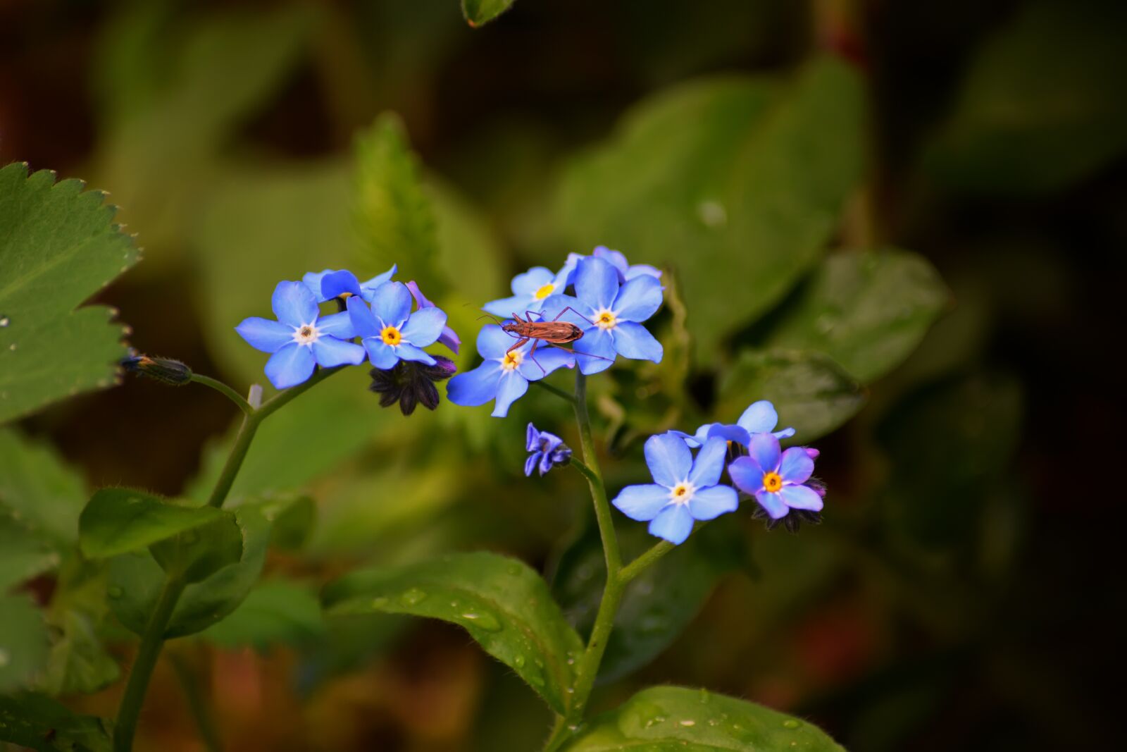 Nikon D5200 sample photo. Flowers, spring, pink photography