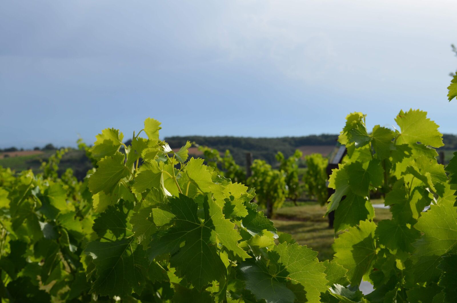 Nikon D5100 sample photo. Vineyard, vine, vines photography
