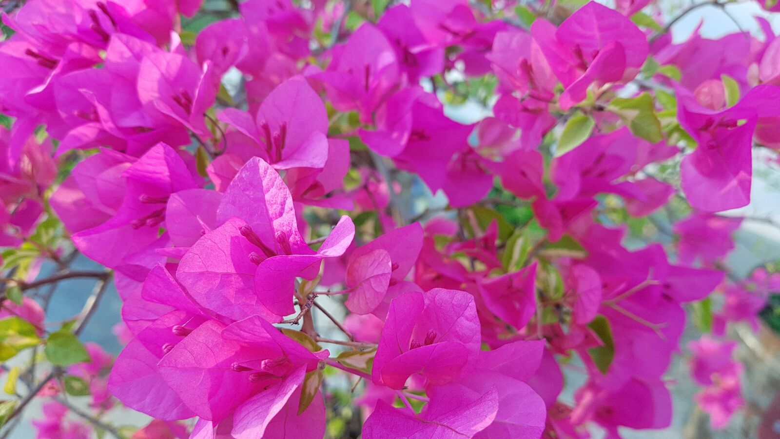 Samsung Galaxy Note Fan Edition sample photo. Bougainvillea, flower, nature photography