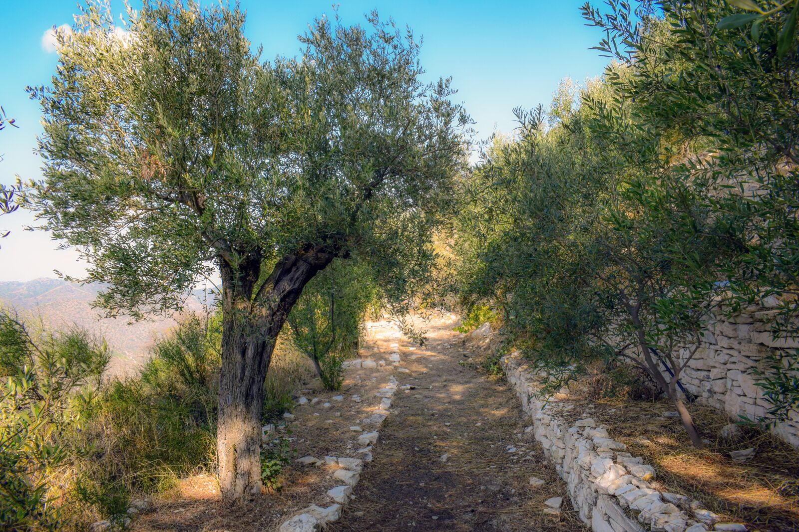 Nikon D3300 sample photo. Olive grove, olive tree photography