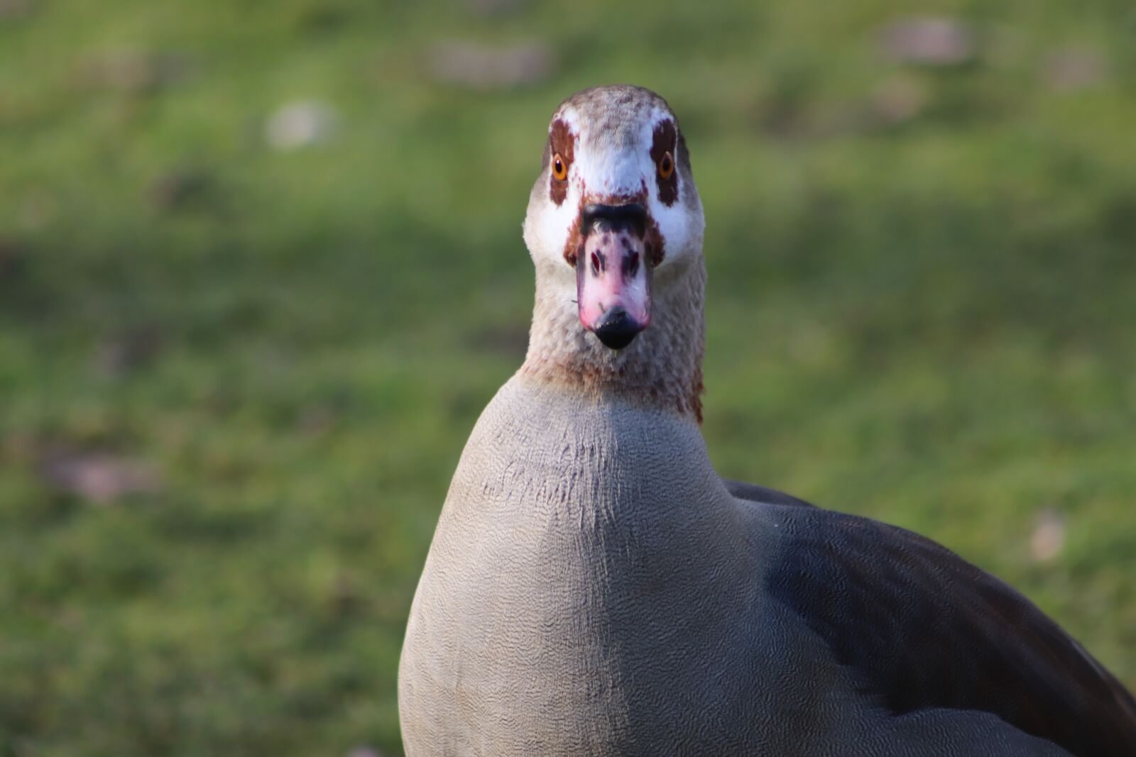 Canon EOS 800D (EOS Rebel T7i / EOS Kiss X9i) sample photo. Nilgans, goose, wild goose photography