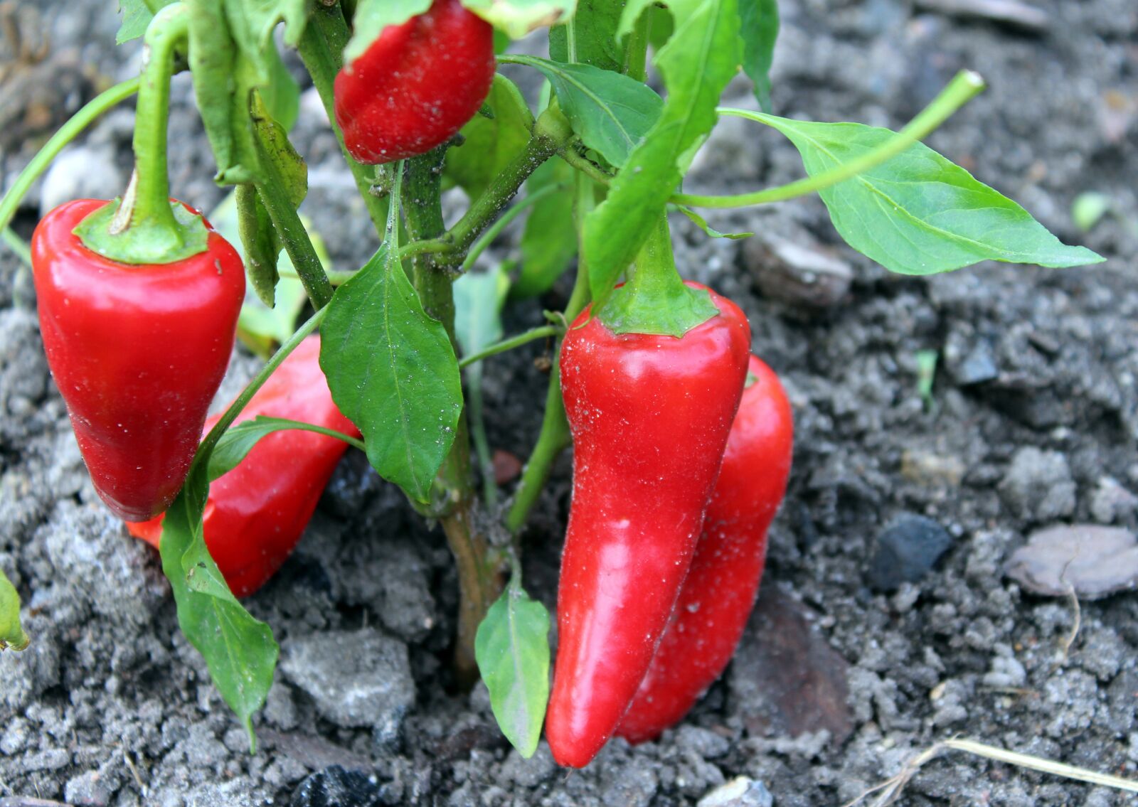 Canon EOS 1200D (EOS Rebel T5 / EOS Kiss X70 / EOS Hi) sample photo. Paprika, the cultivation of photography