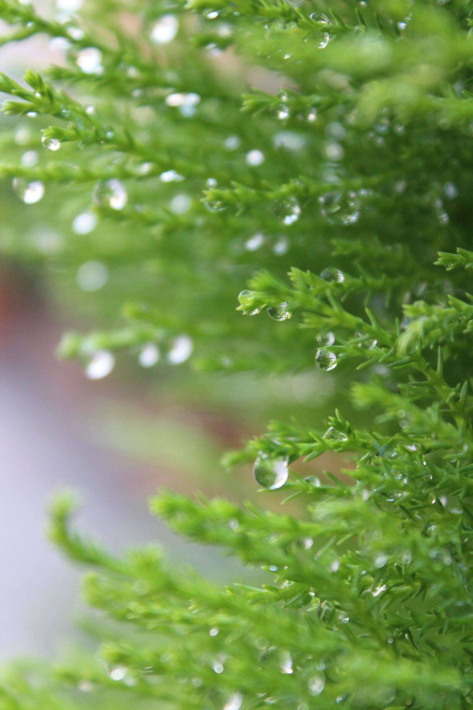 Canon EOS 1300D (EOS Rebel T6 / EOS Kiss X80) sample photo. Nature, green, water photography
