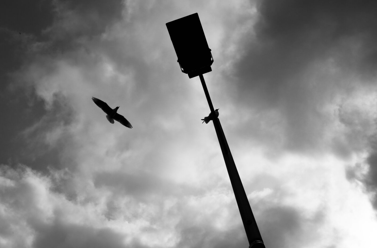 Canon EF 50mm F1.8 STM sample photo. Bird, black and white photography