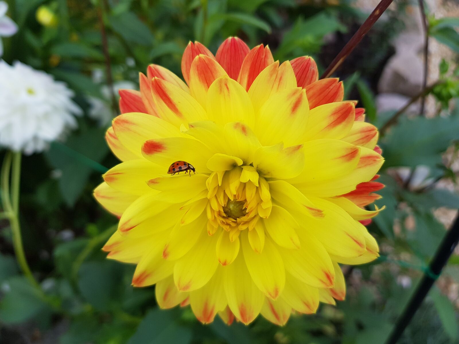 Samsung Galaxy S8 sample photo. Ladybug, flower, blossom photography
