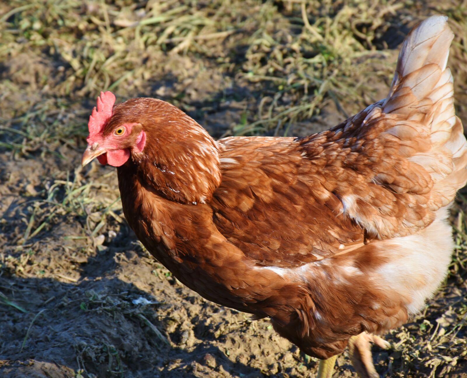 Nikon D7200 sample photo. Chicken, hen, laying hens photography