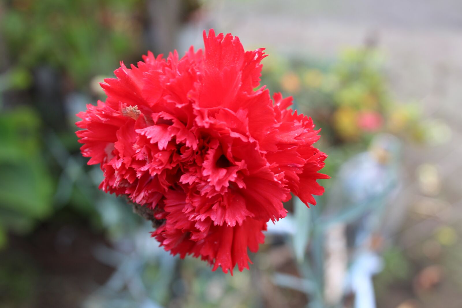 Canon EOS 1200D (EOS Rebel T5 / EOS Kiss X70 / EOS Hi) sample photo. Flower, nature, field photography
