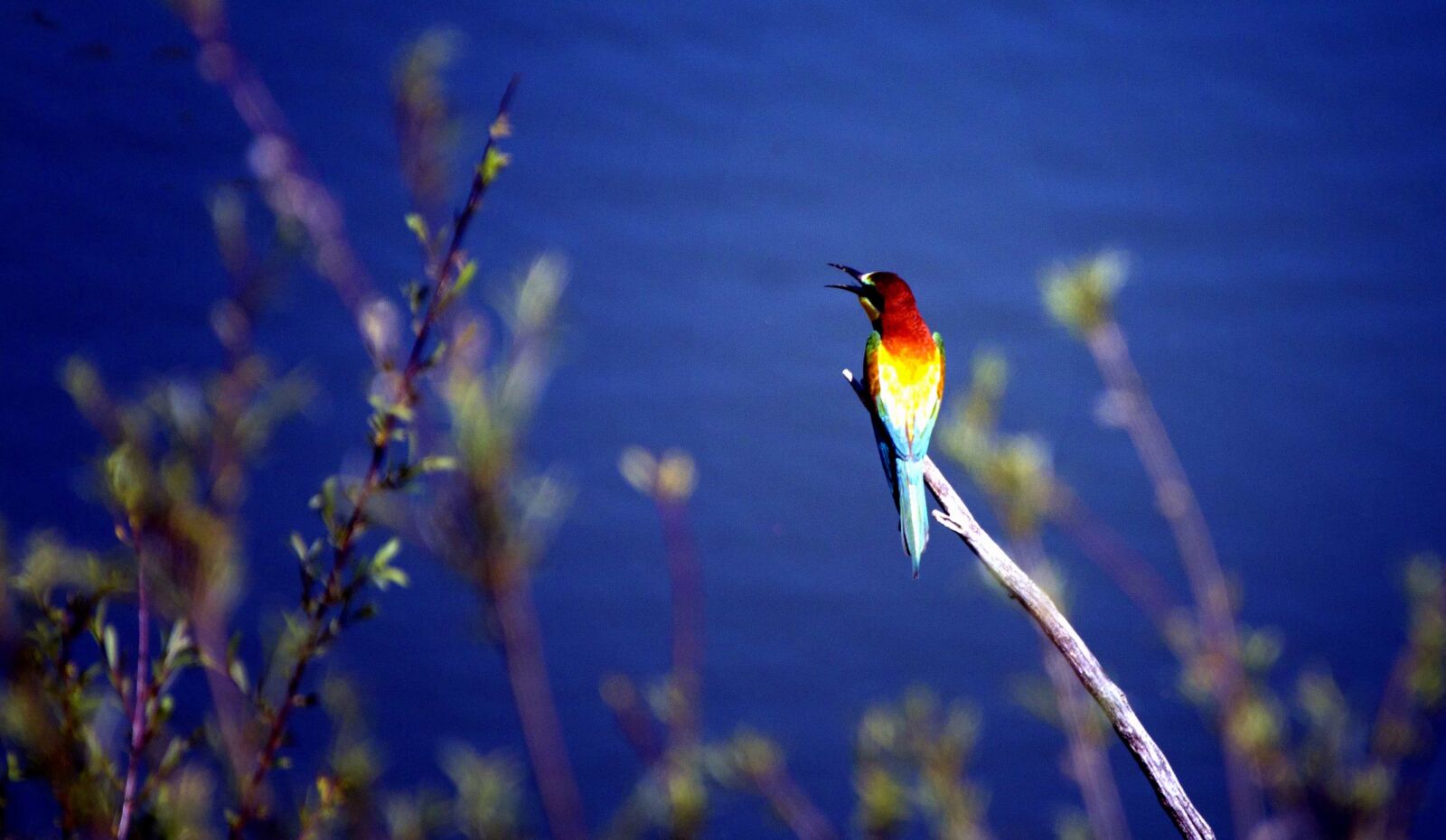 Canon EOS 70D sample photo. Nature, tropic bird, wildlife photography