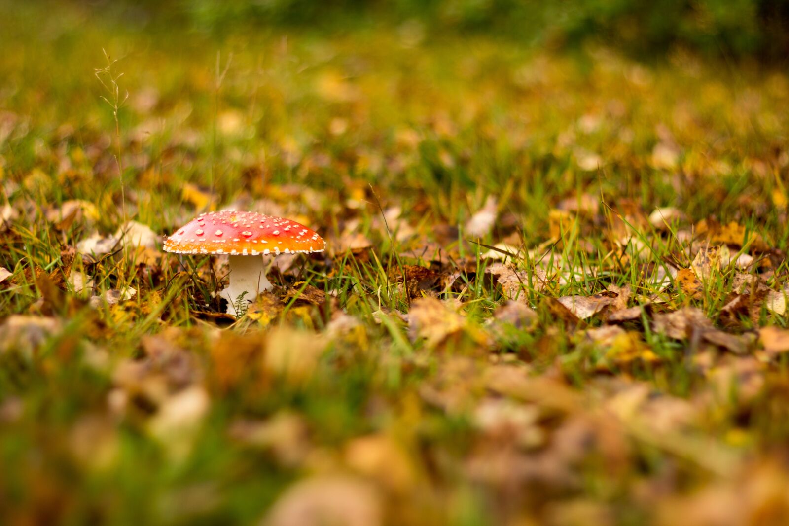 Canon EOS 600D (Rebel EOS T3i / EOS Kiss X5) + Canon EF 50mm F1.8 II sample photo. Fall, nature, grass photography