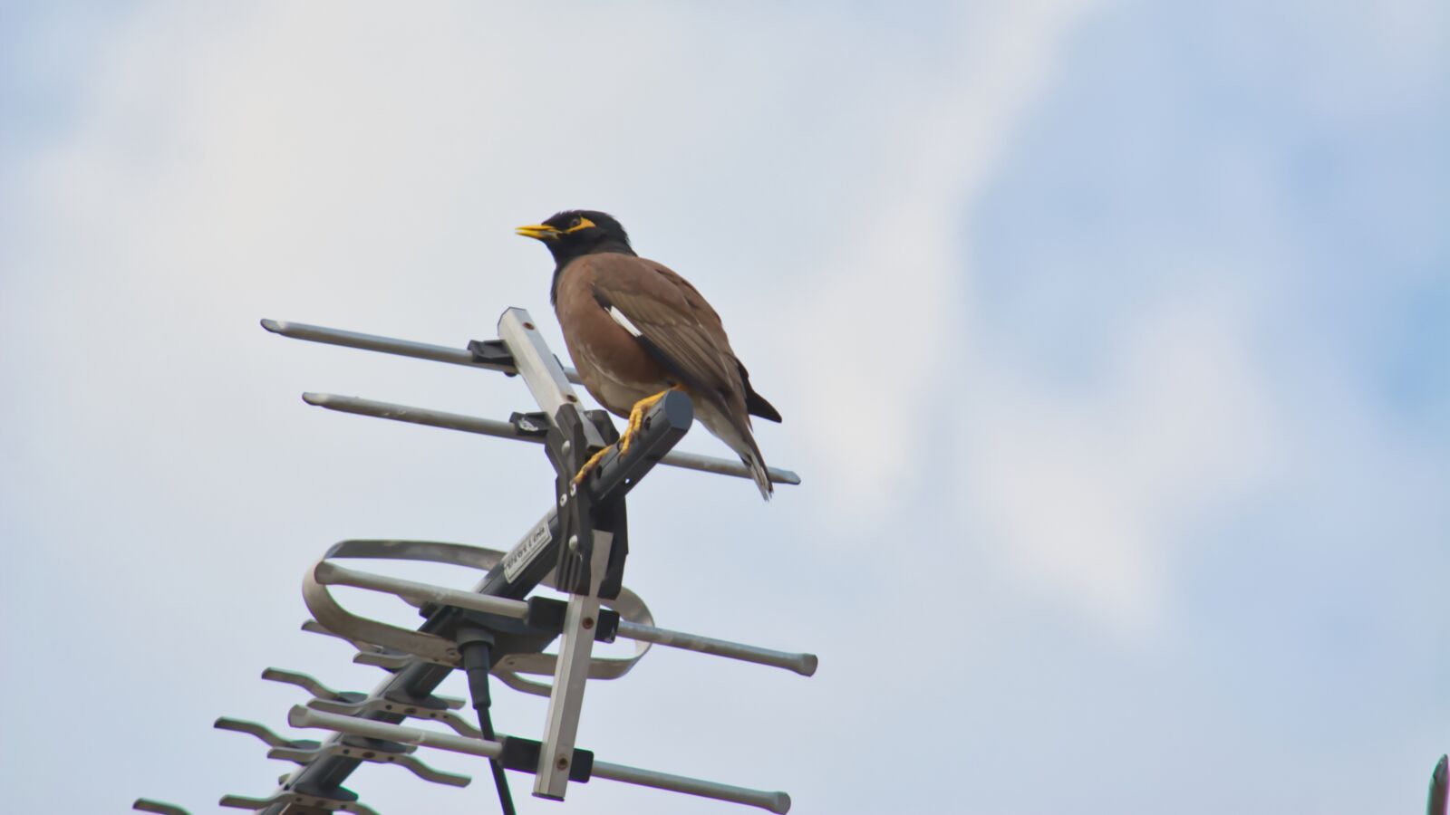 Nikon D5200 sample photo. Bird, myna, fauna photography