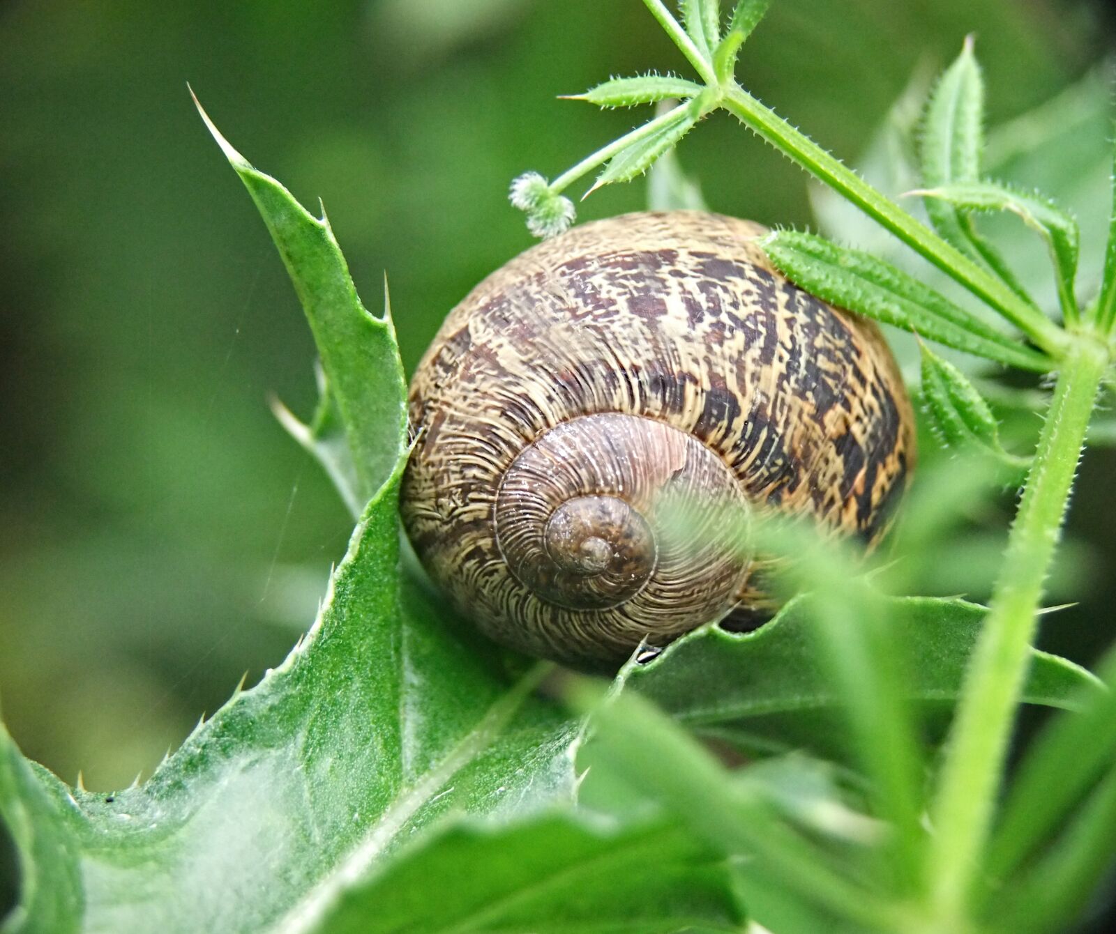 FujiFilm FinePix S200EXR (FinePix S205EXR) sample photo. Snail, shell, seashell photography